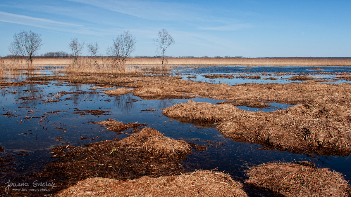 077_Biebrza - kwiecien 2013.jpg